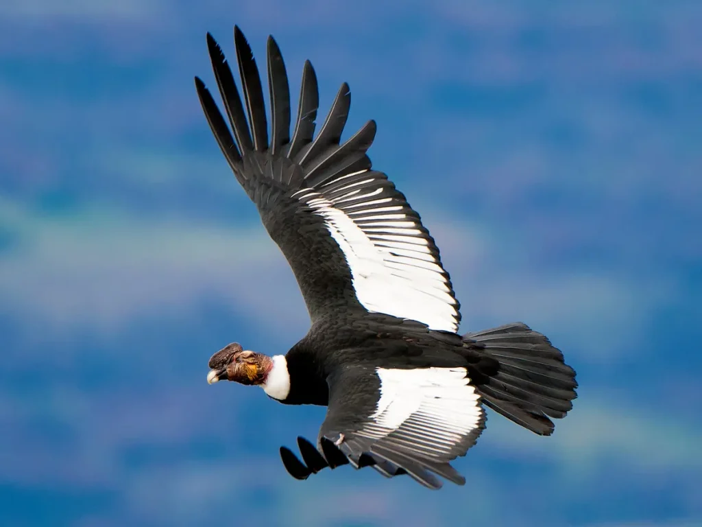 Andean Condor