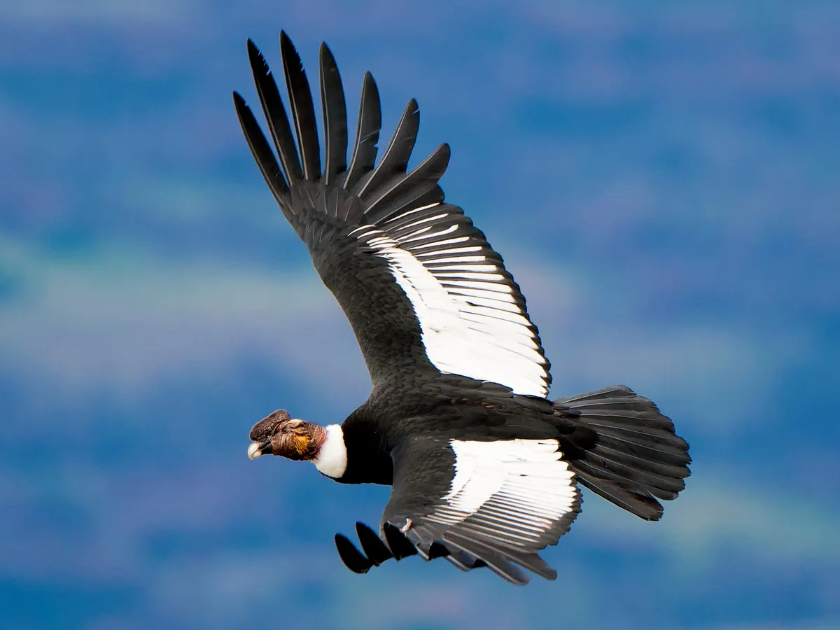 Birding in Peru