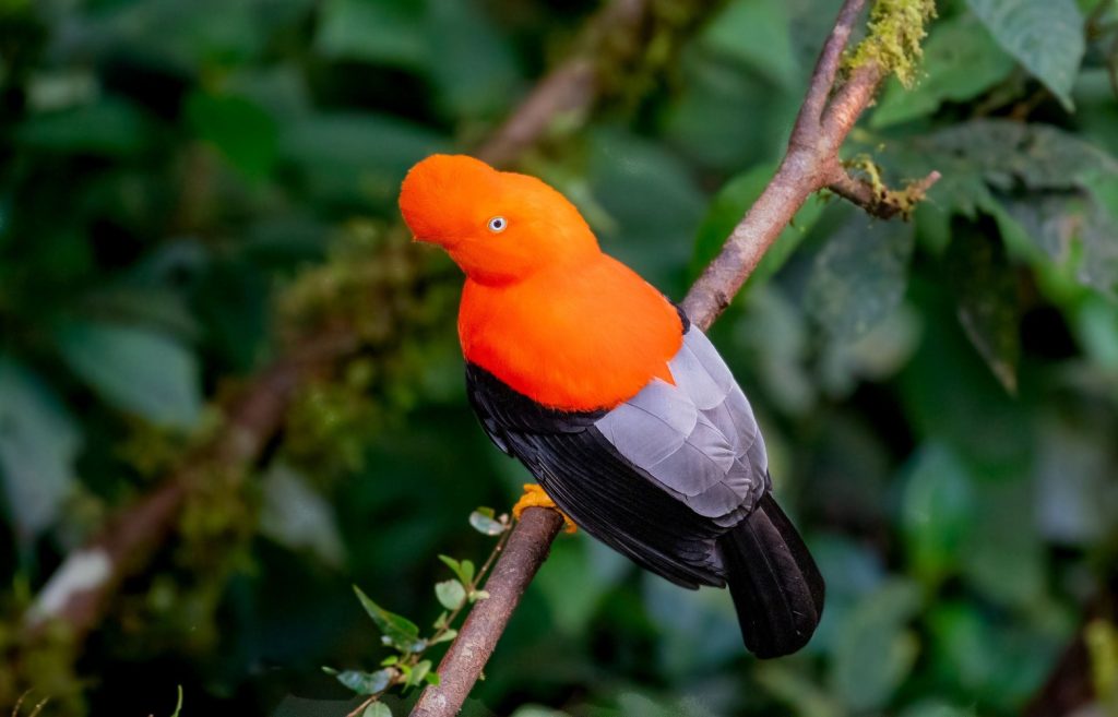 Birding in Machupicchu