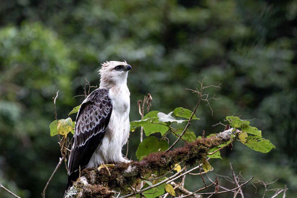 Black-and-chestnut Eagle