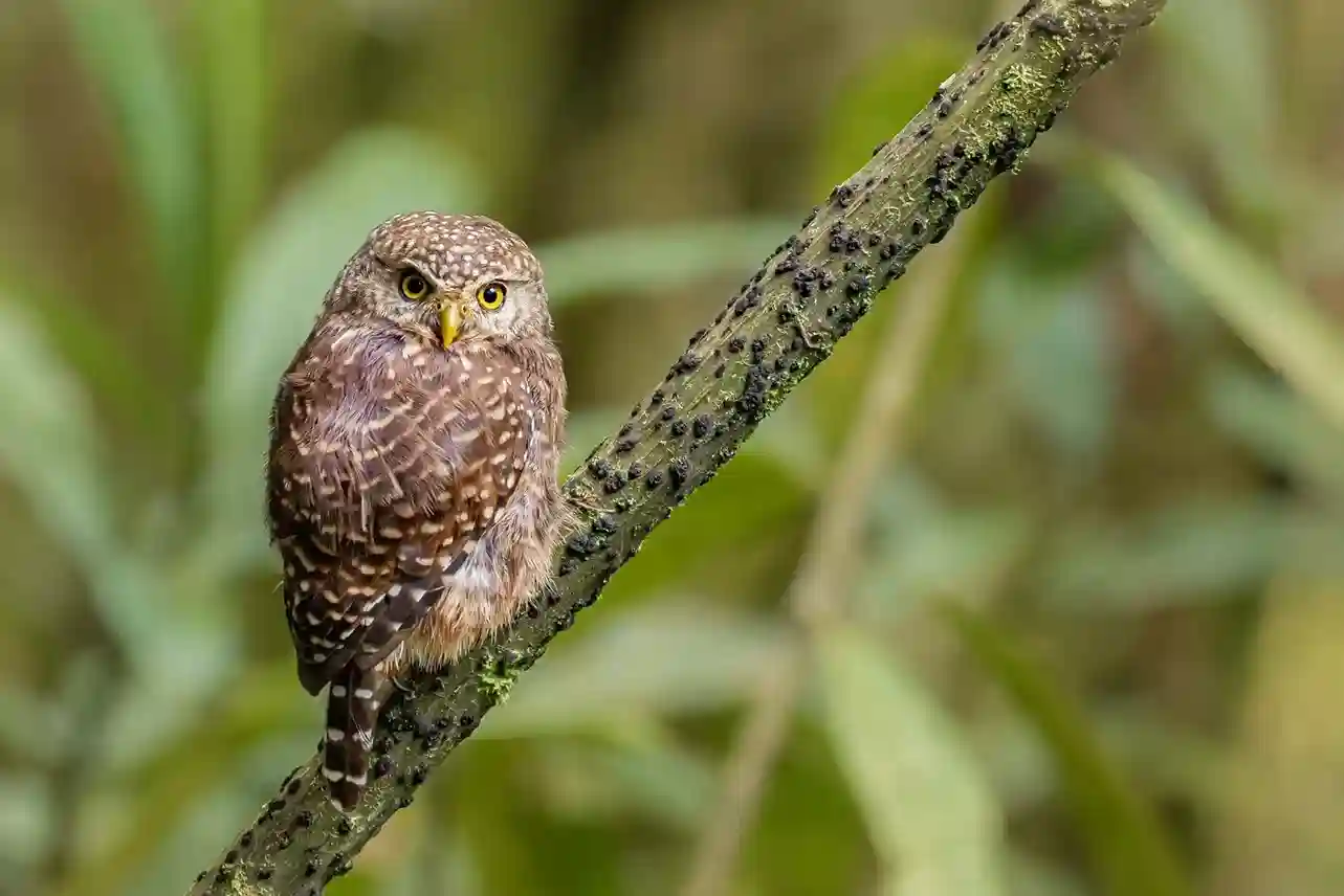 Yungas-Pygmy-Owl