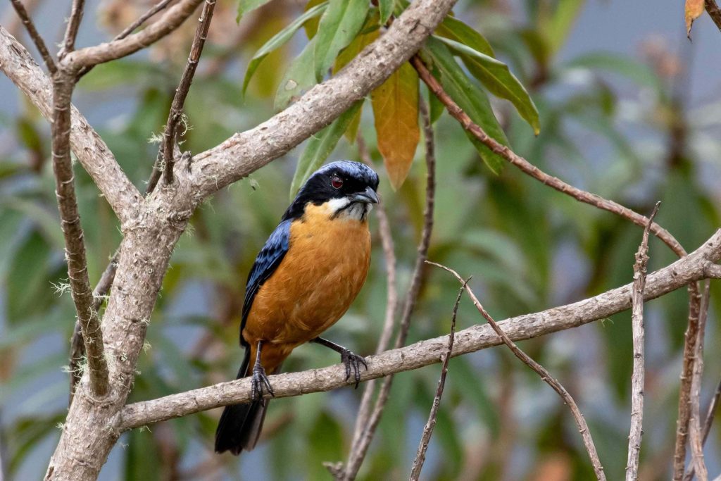 Chestnut-belliedn-Mountain-tanager