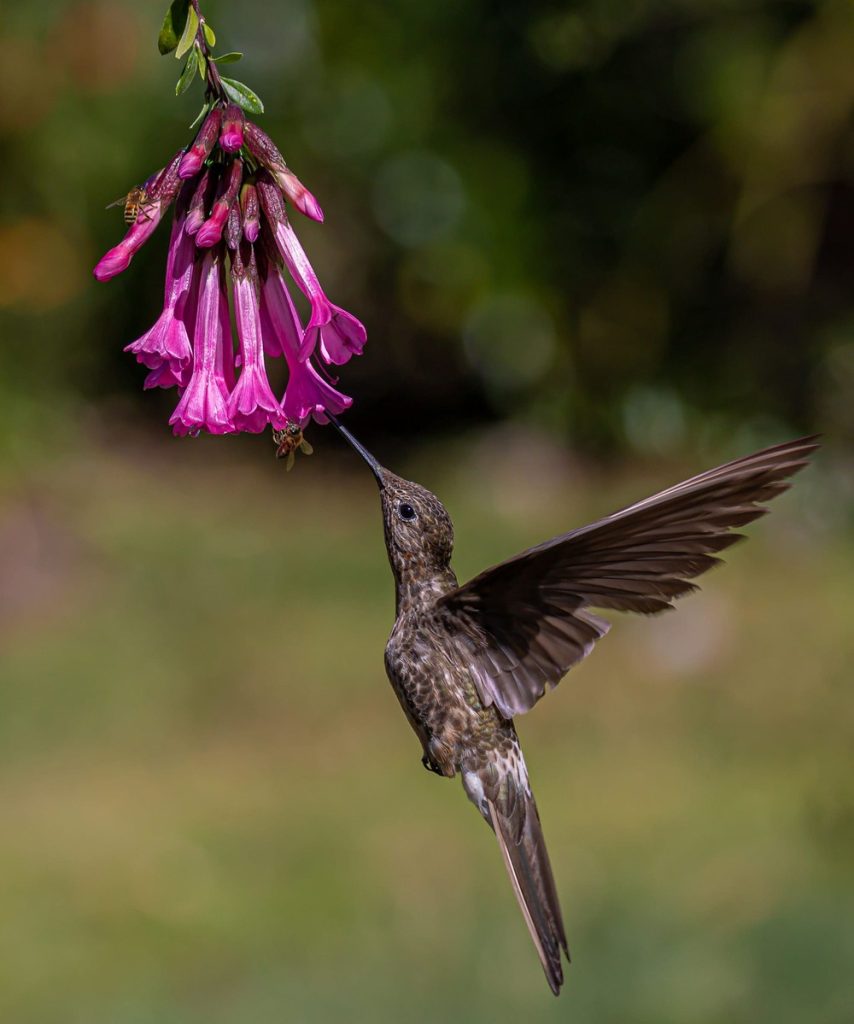 Birding at Huacarpay Lake