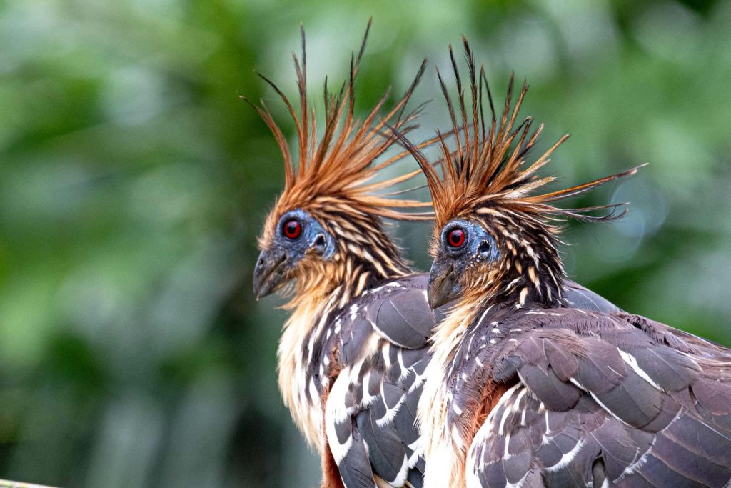 Hoatzin