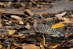 Sunbittern