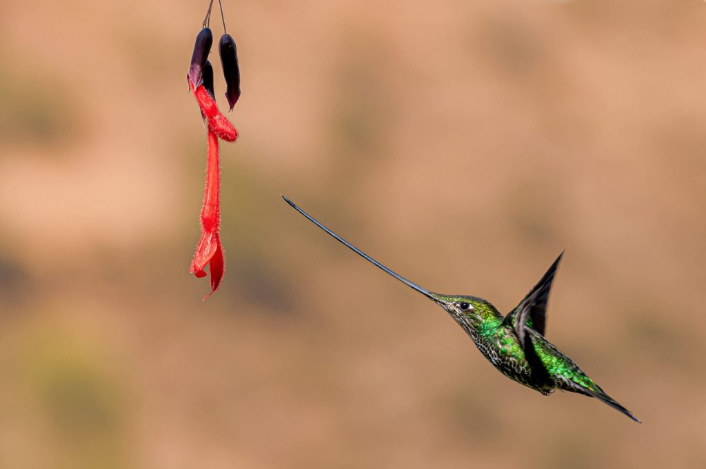 Sword-billed-Hummingbird2