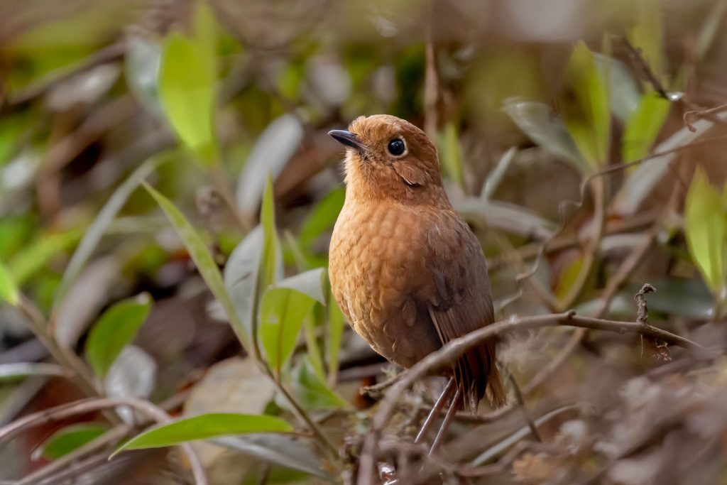 Urubamba-Antpitta