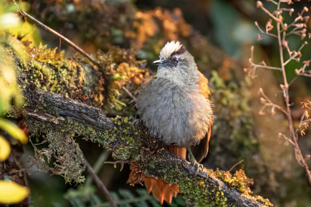 Birding in Peru