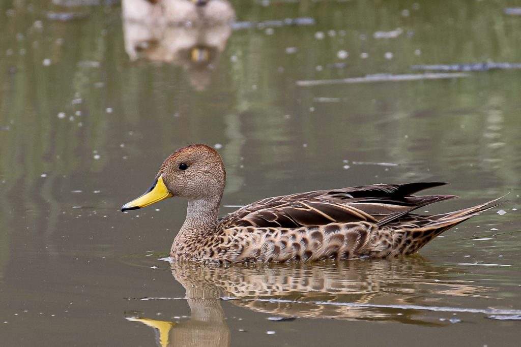 Birding at Huacarpay Lake