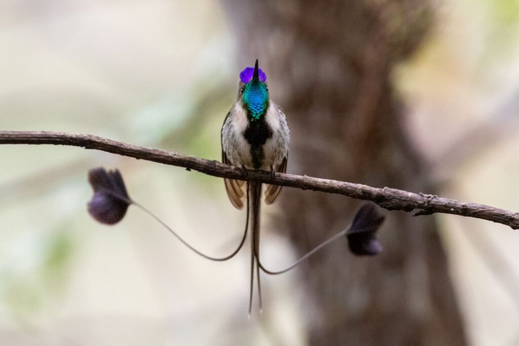 Endemic birds of Peru