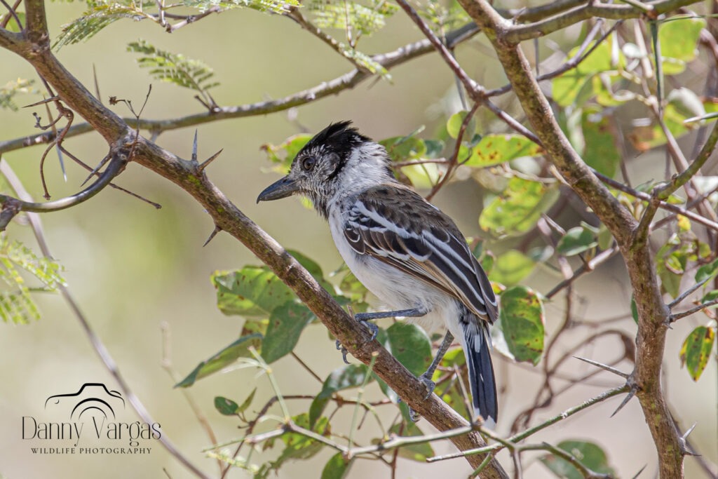 Trip report in northern Peru