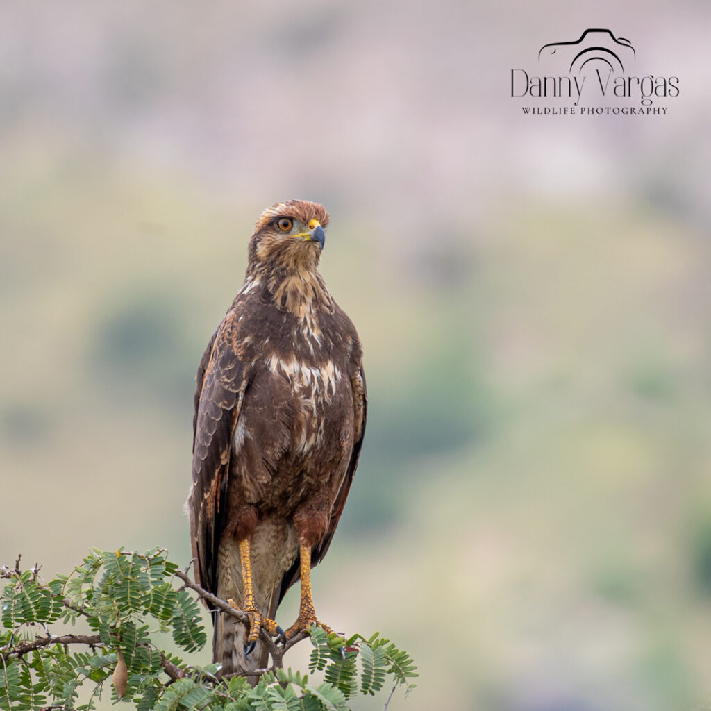 Trip report in northern Peru