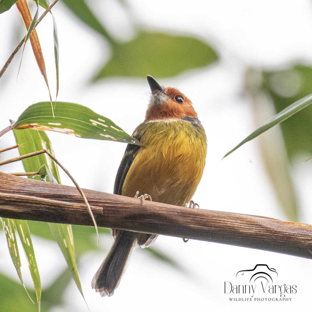 Jhonson´s Tody-Flycatcher