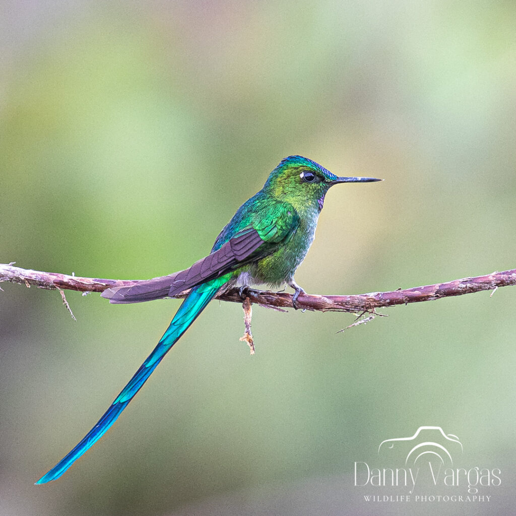 Long-tailed Sylph