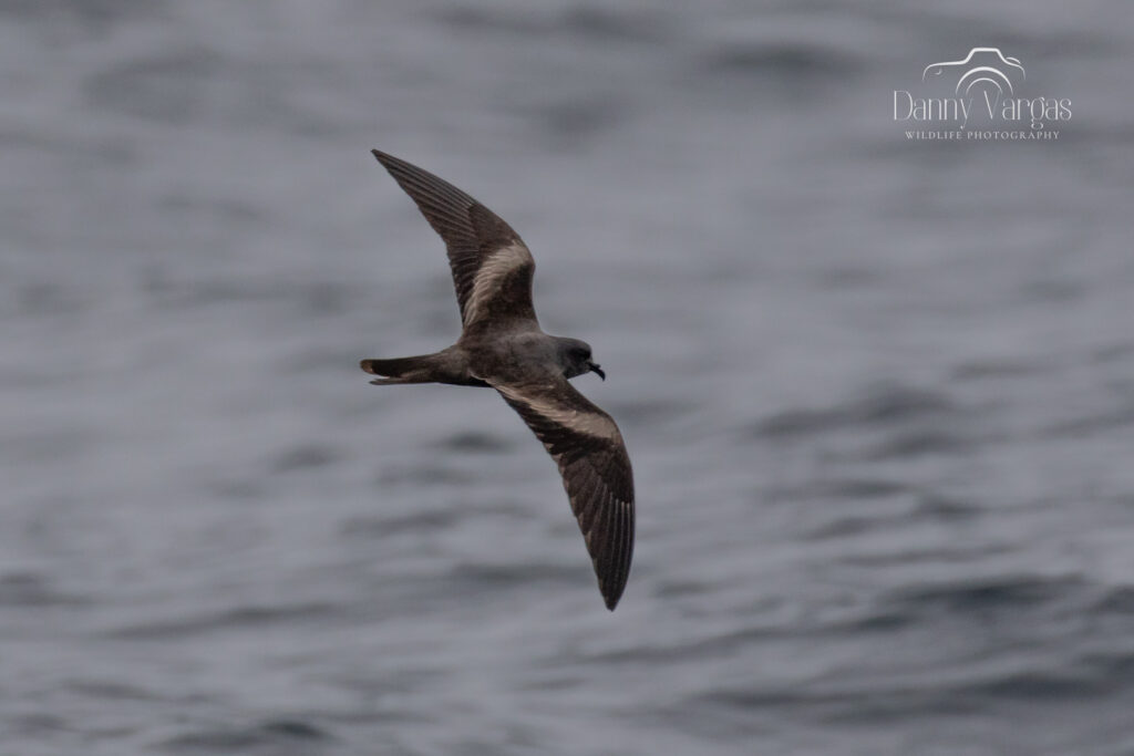 Markham´s-Storm-petrel