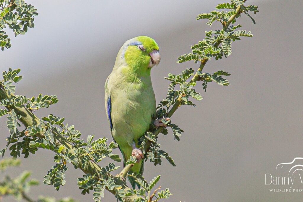 Pacific-Parrotlet