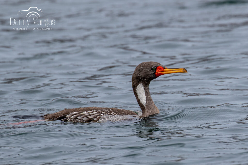 Pelagic birding trip report