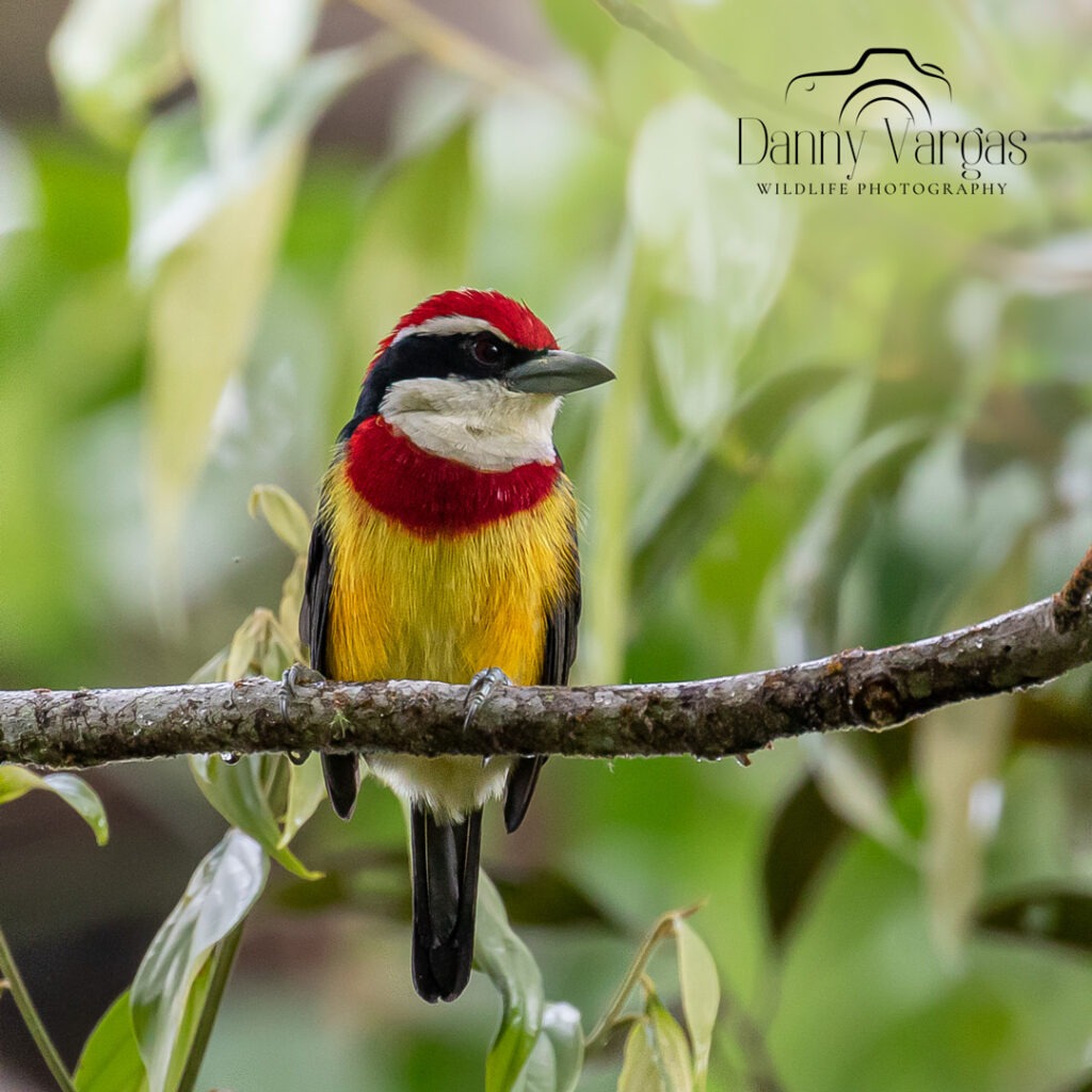 Scarlet-banded Barbet