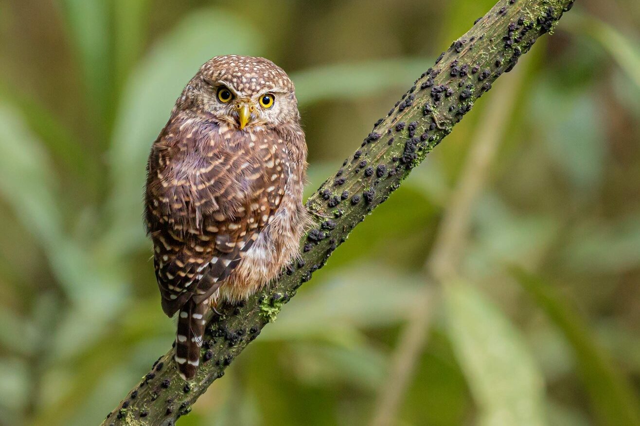 Yungas-Pygmy-Owl