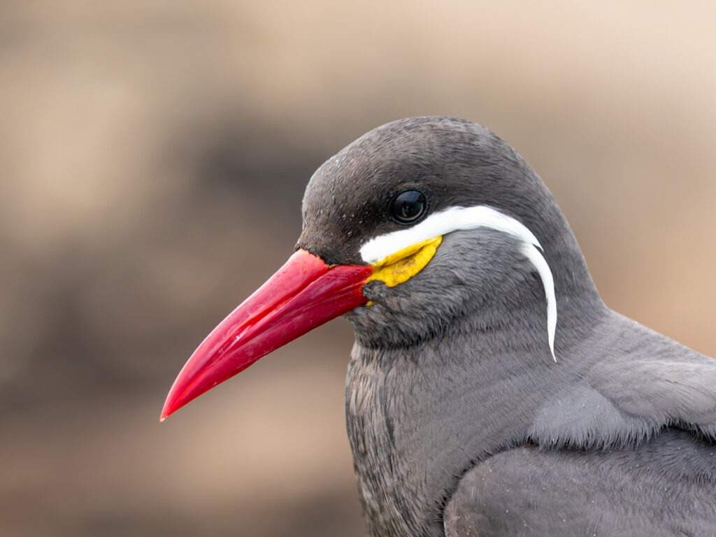 Inca Tern