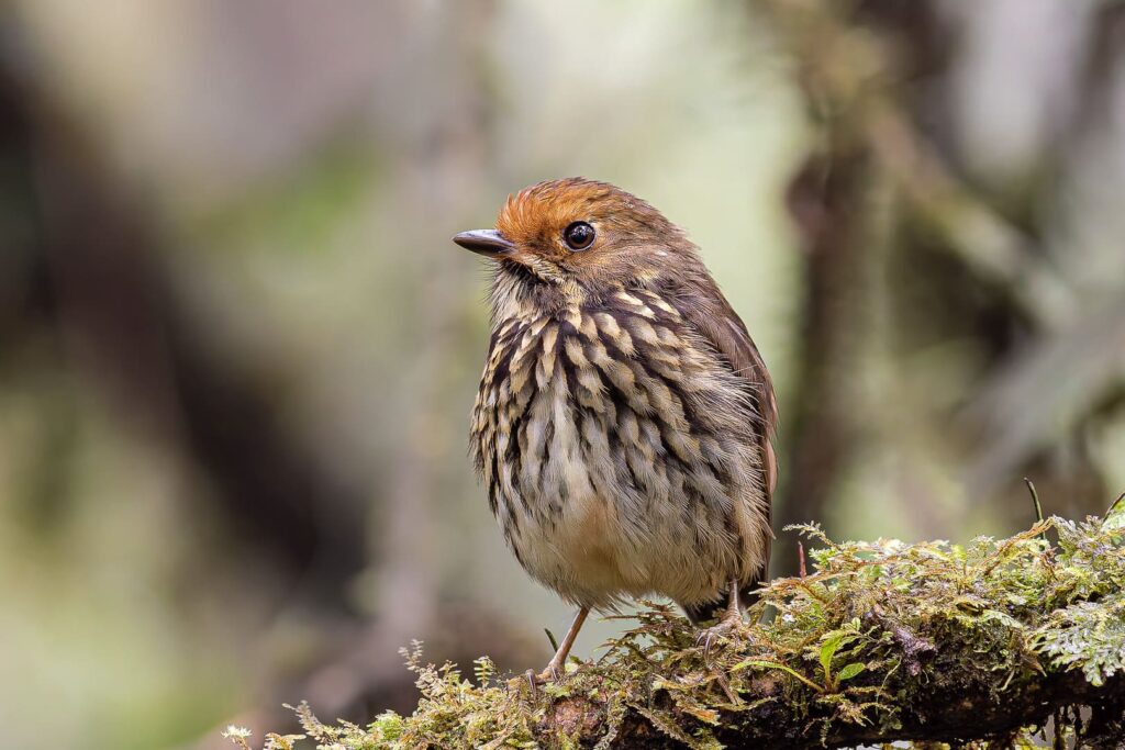 Ochre-fronted Antpitta