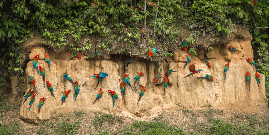 Blanquillo Macaw Claylick