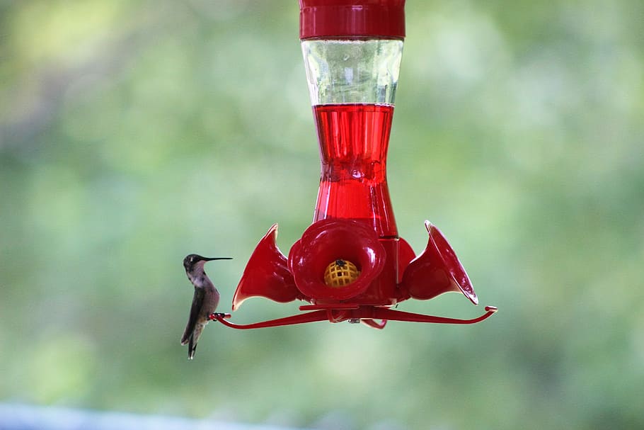 Hummingbird feeder