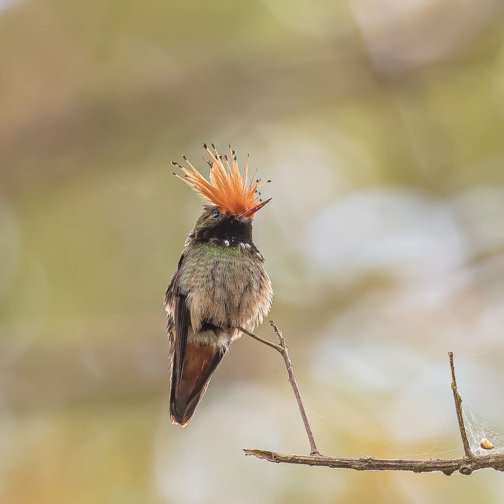 Rufous-crested Coquette
