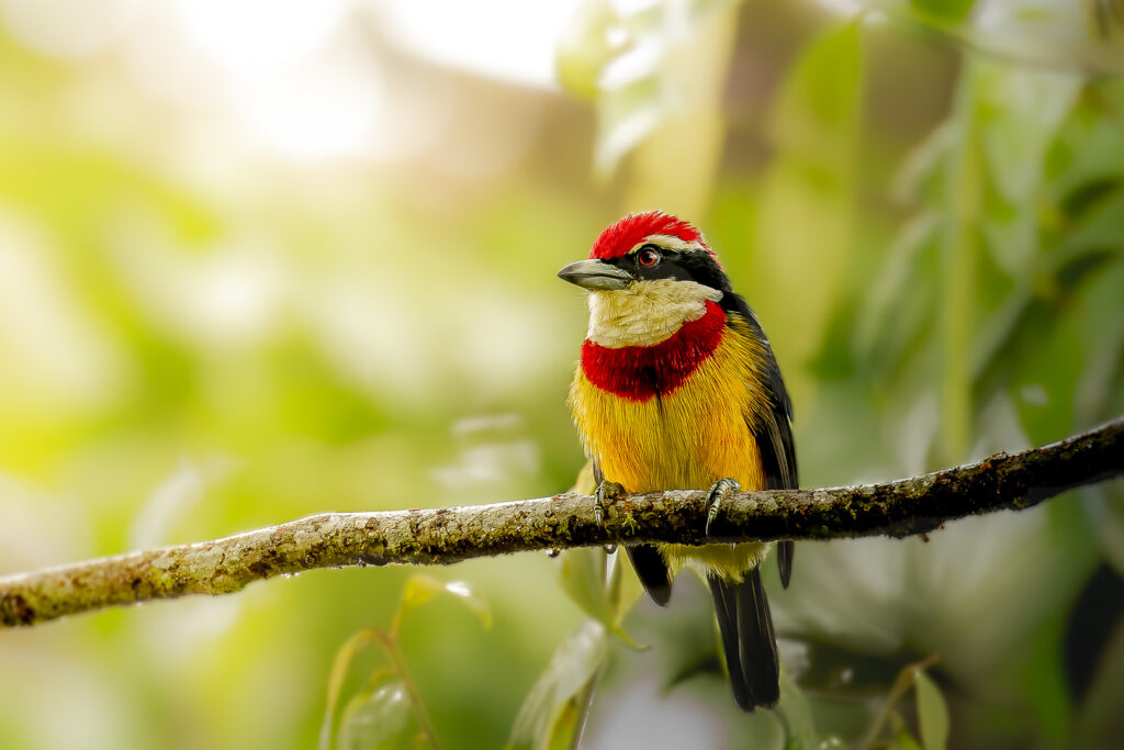 Scarlet-banded Barbet