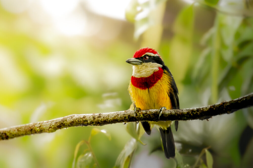 Scarlet-banded Barbet