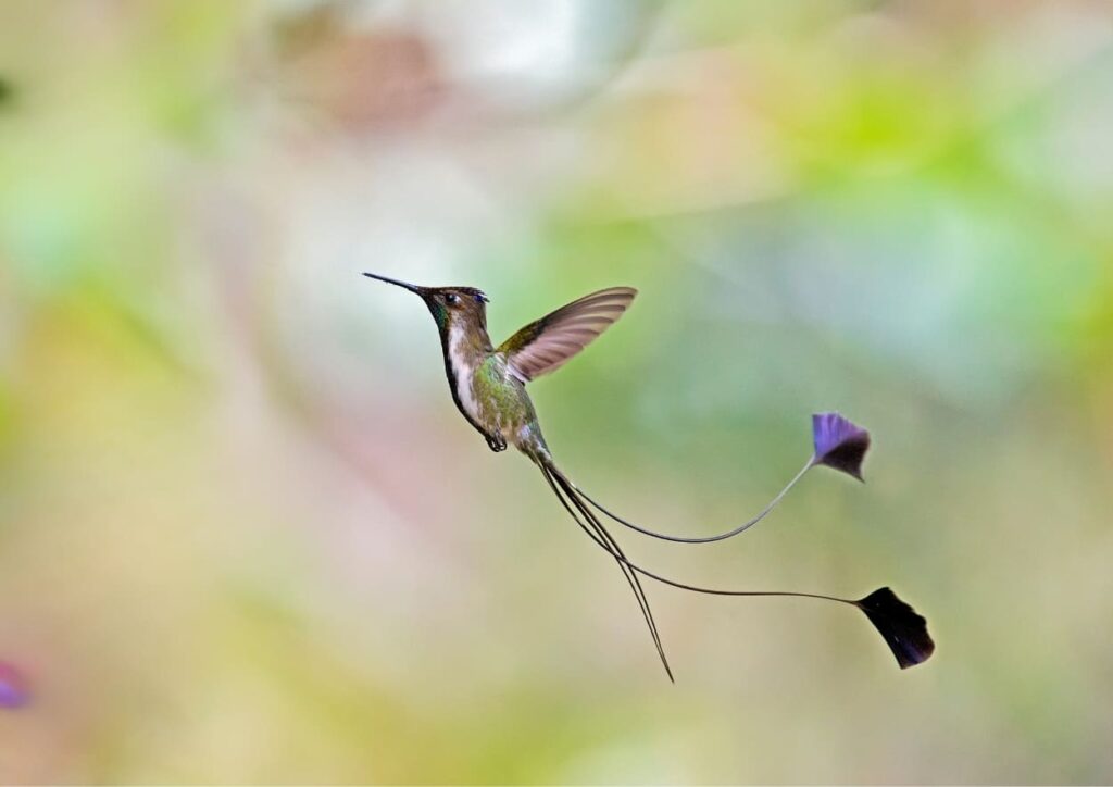 Marvelous Spatuletail