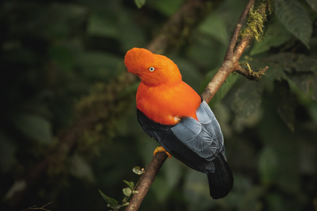 Andean Cock of the Rock