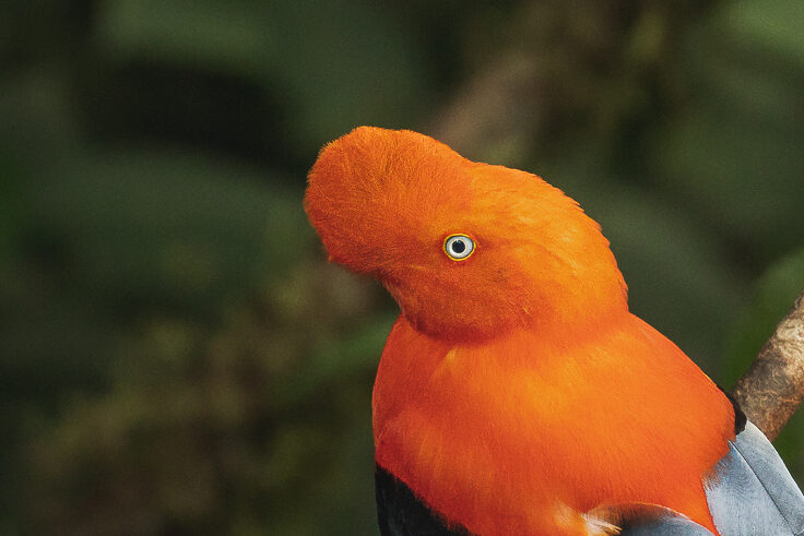 Andean Cock of the Rock