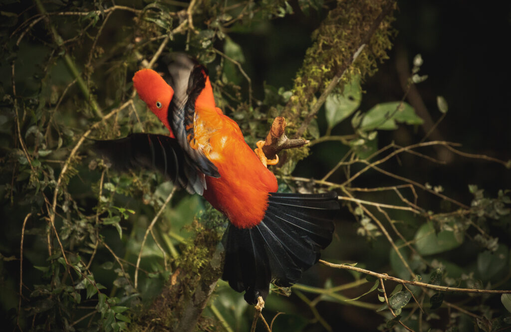 Andean Cock of the Rock