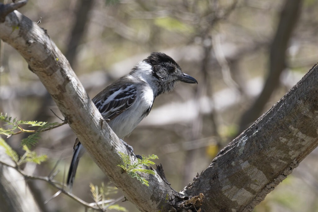Marañon Antshrike