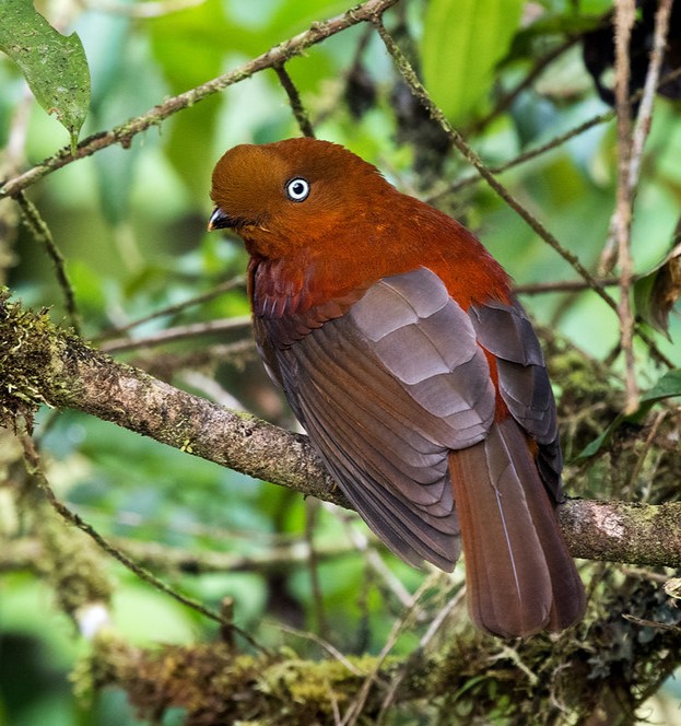 Female Andean Cock-of-the-rock