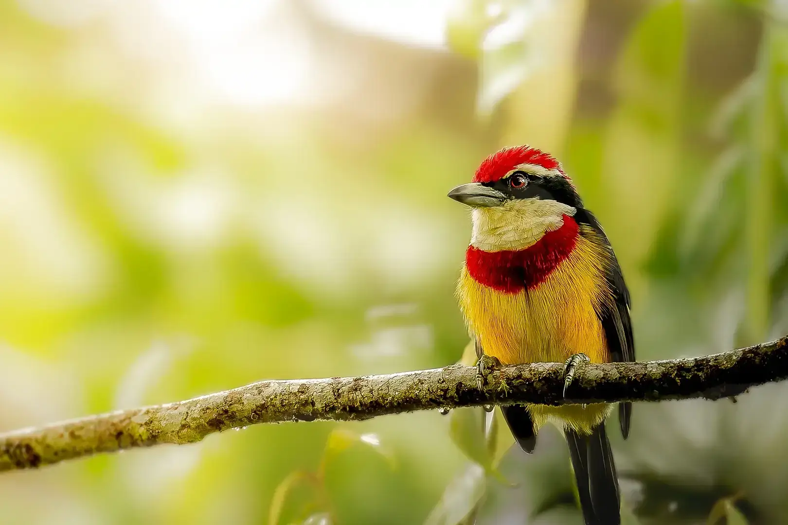 Scarlet banded Barbet