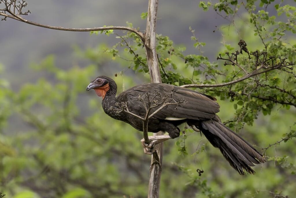 White winged Guan