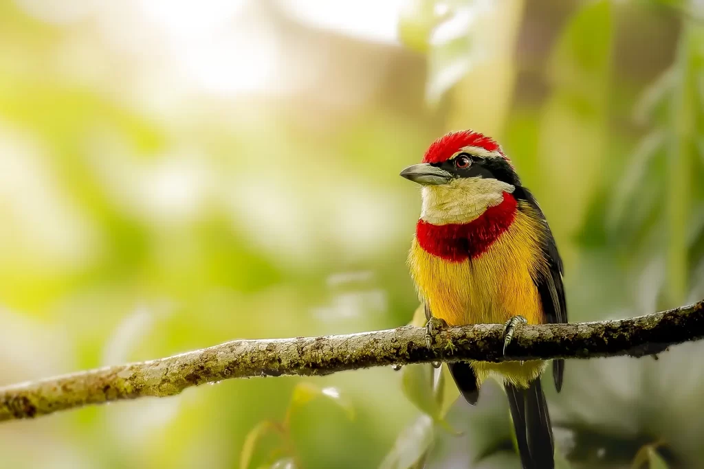 Scarlet-banded-Barbet