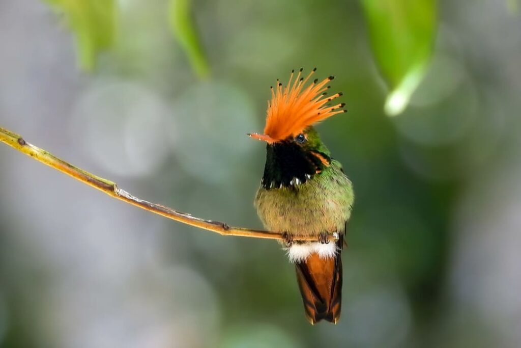 Rufous-crested Coquette