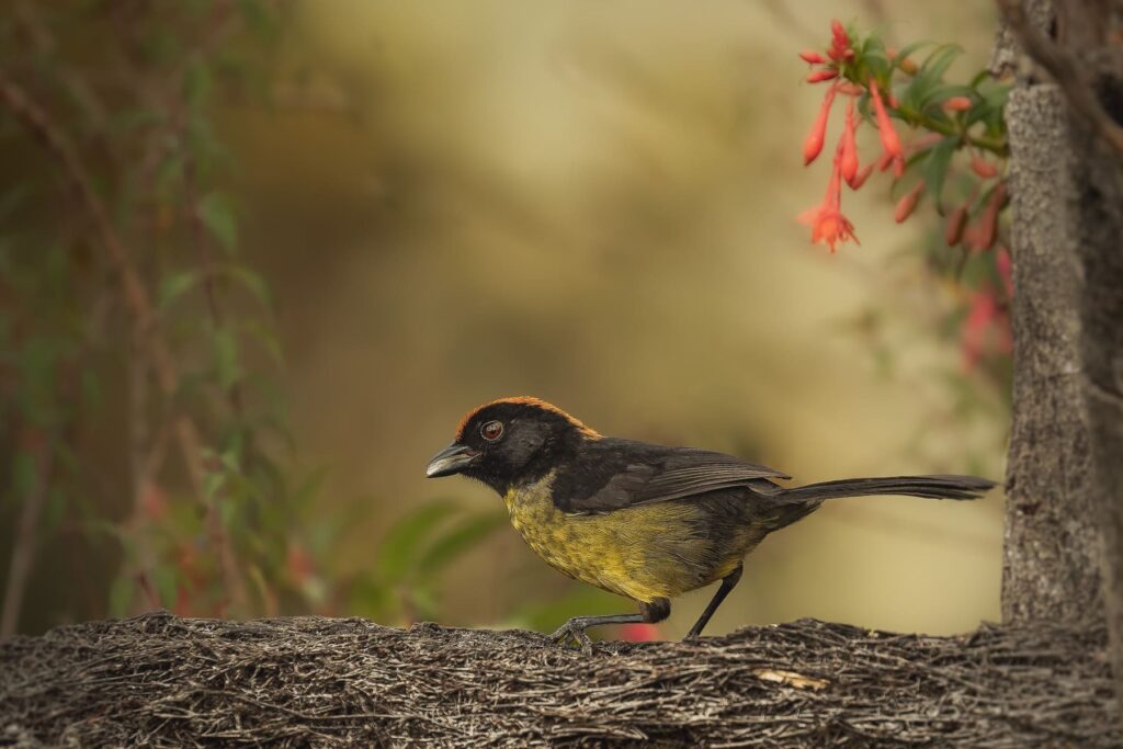 Black-faced Brush-finch