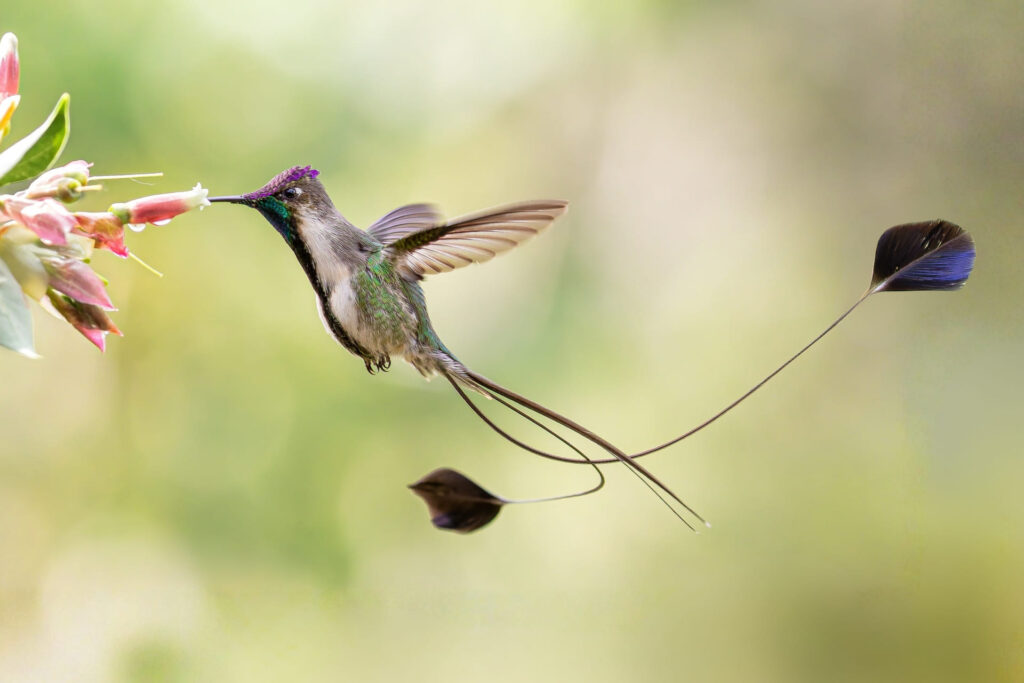 Marvelous Spatuletail