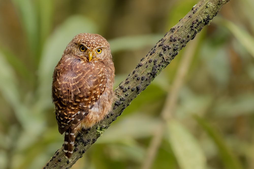 Yungas Pygmy-owl