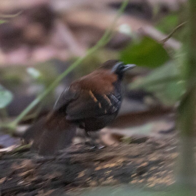 Cordillera-azul Antbird
