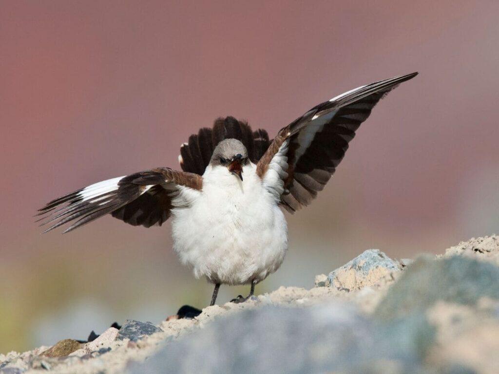 White-bellied-Cinclodes