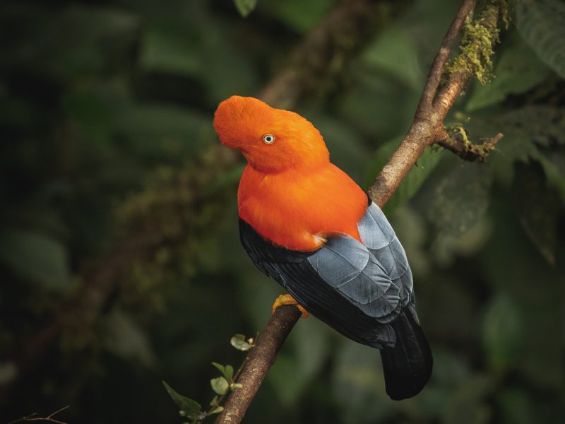 Andean Cock of the Rock