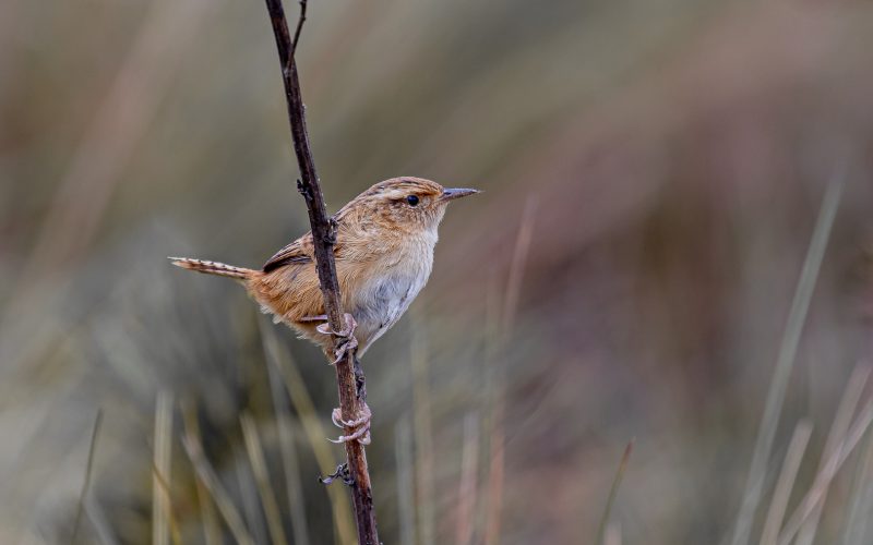 Grass Wren