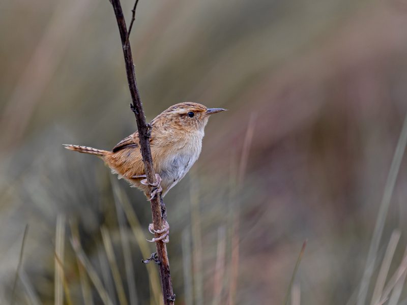 Grass Wren