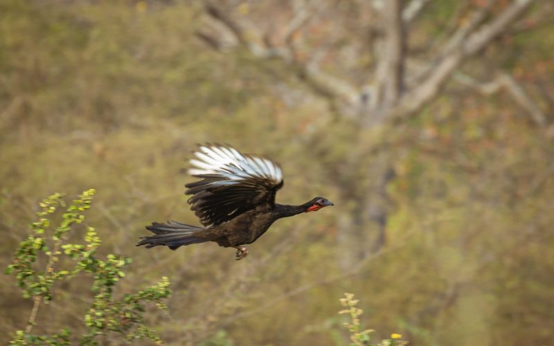 White-winged Guan