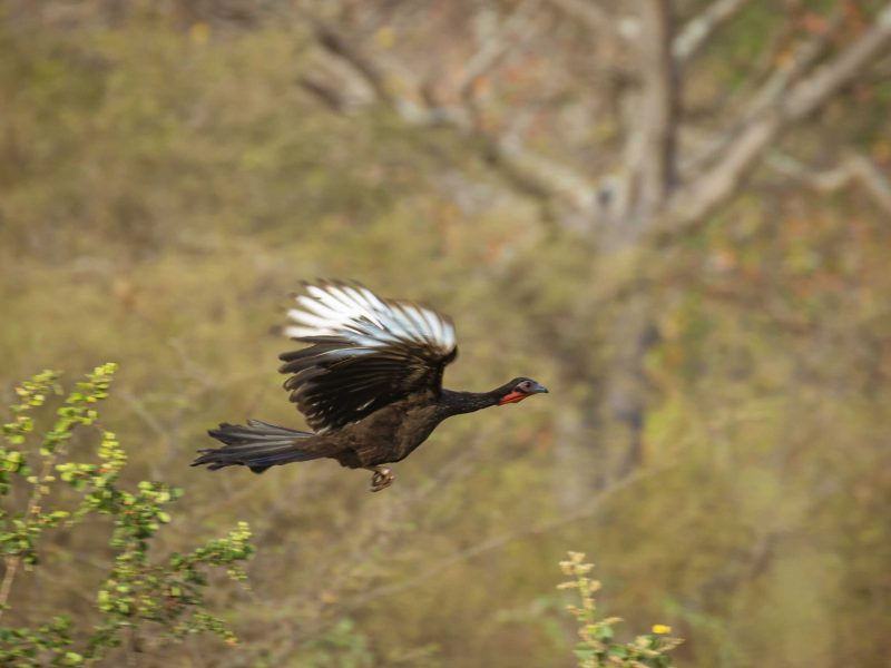White-winged Guan